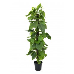 EUROPALMS Pothos plant, artificial, 180cm