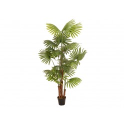 EUROPALMS Fan palm, artificial plant, 165cm